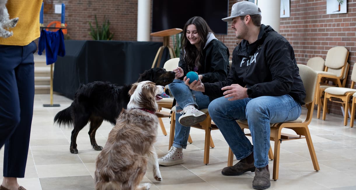 people playing with dogs