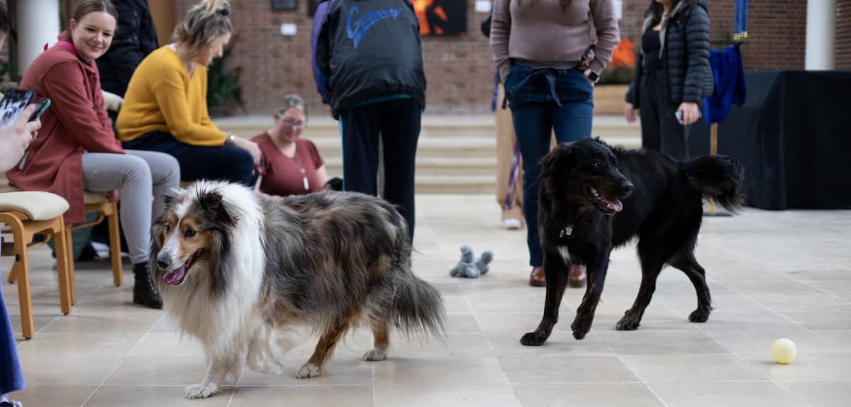 people playing with dogs