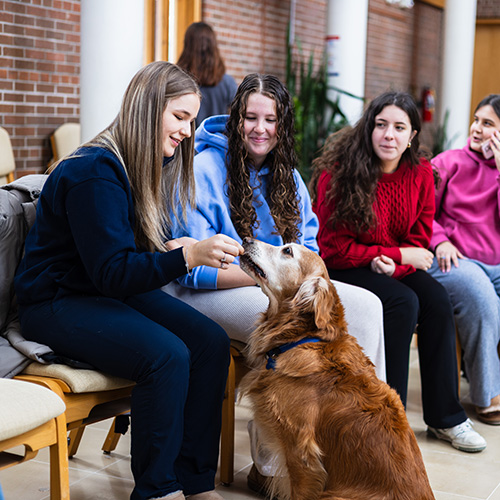 Students petting dog
